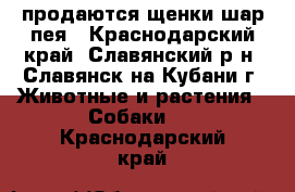  продаются щенки шар-пея - Краснодарский край, Славянский р-н, Славянск-на-Кубани г. Животные и растения » Собаки   . Краснодарский край